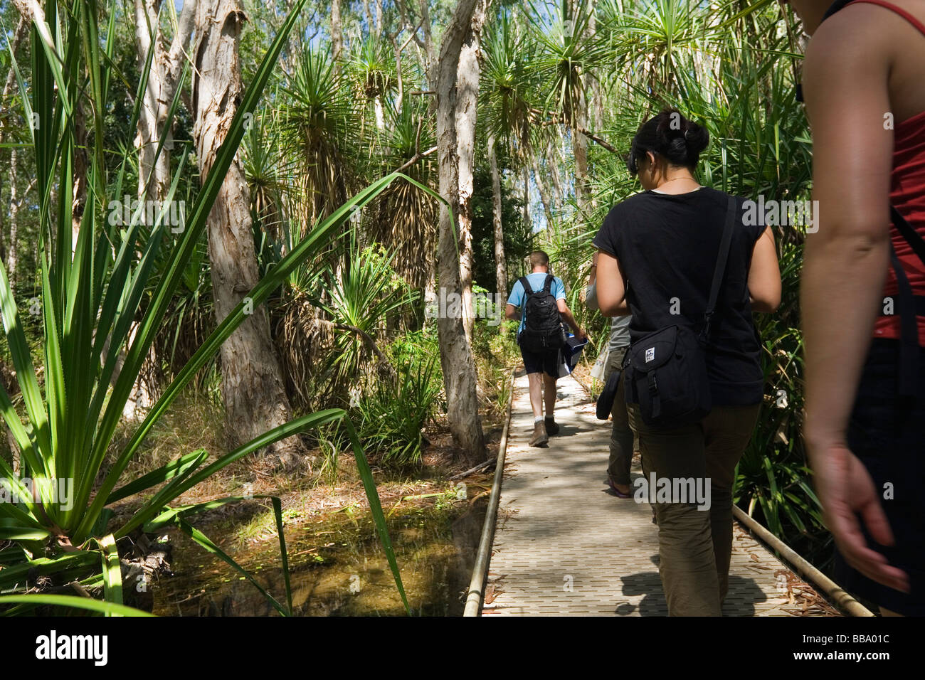 Wandern durch Monsunwälder, Maguk (Barramundi Gorge).  Kakadu-Nationalpark, Northern Territory, Australien Stockfoto