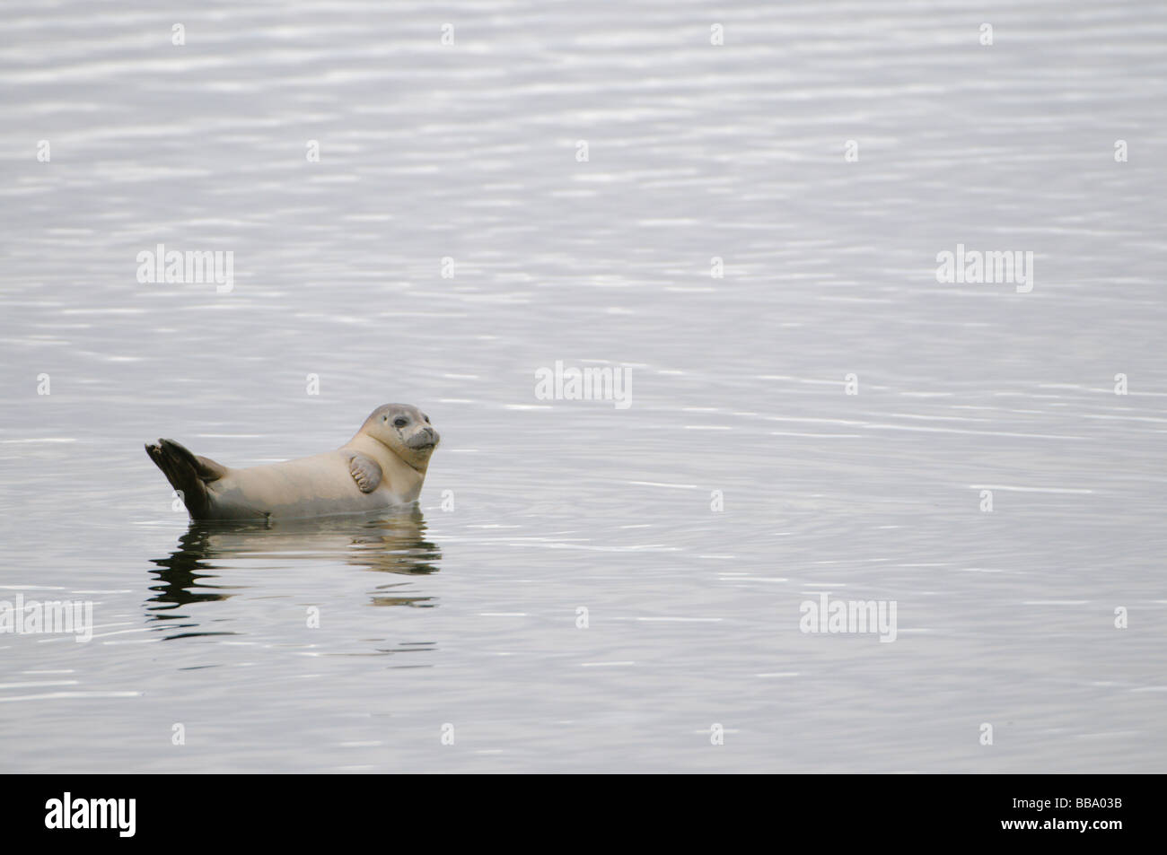 Gemeinsamen Robbenkolonie in Prinz Karl Land Svalbard Stockfoto