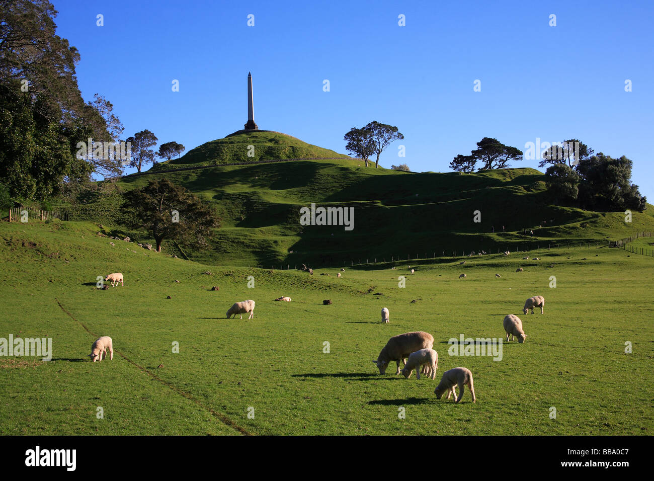 Schafbeweidung auf One Tree Hill, Maungakeikei, Cornwall Park, Auckland, Neuseeland Stockfoto