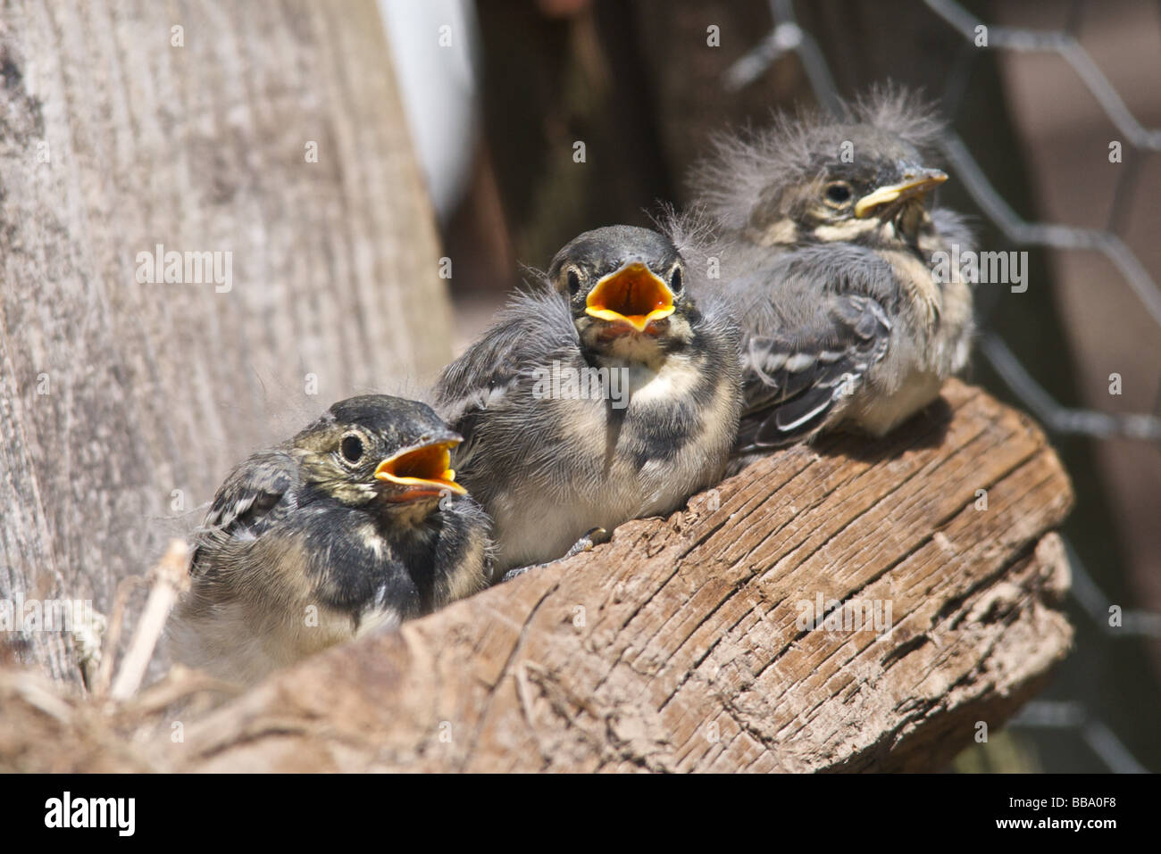 Junge Junge baby Vögel fliegen - das sind junge Pied Bachstelzen Stockfoto