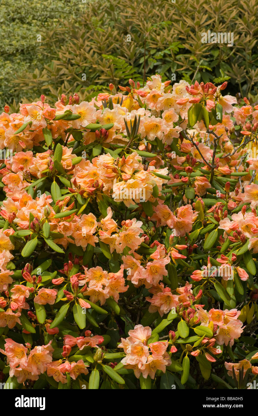 Blass rosa und gelb blhender Rhododendron Strauch Stockfotografie - Alamy
