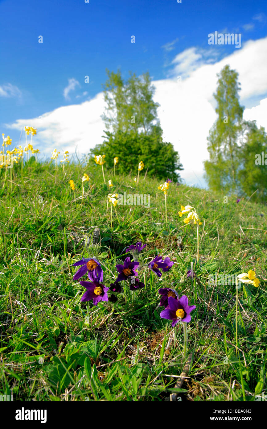 Pasque Blume Pulsatilla Vulgaris Frühling auf Hügel und Löcher English Nature Reserve Barnack Dorf Cambridgeshire England Stockfoto
