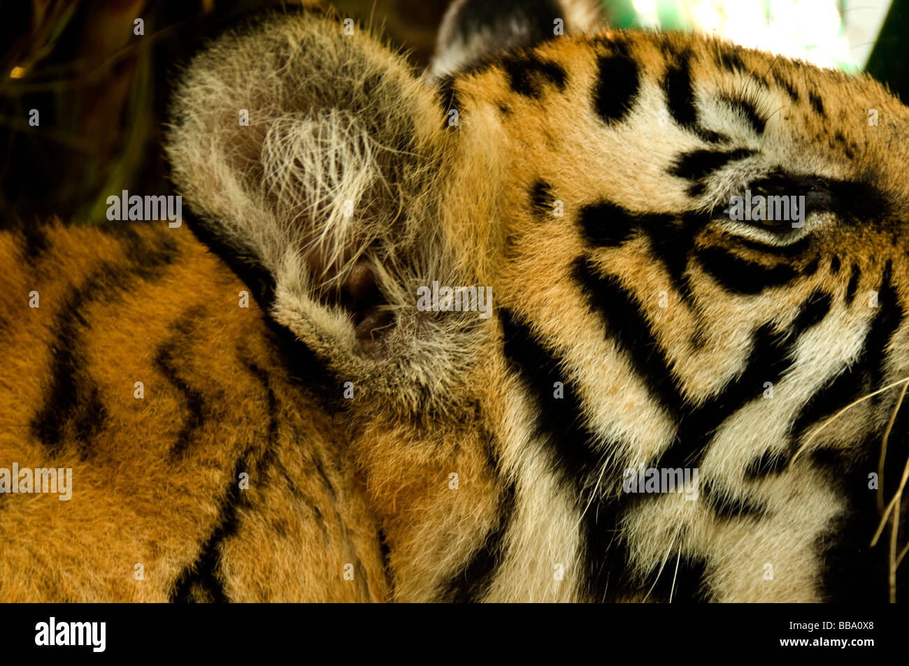 Bengal Tiger Cub hautnah Stockfoto