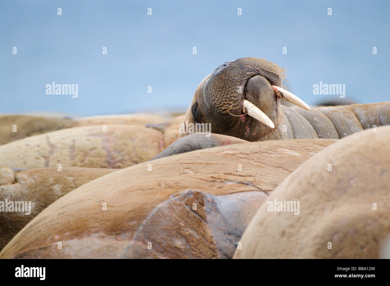 Walross Kolonie Odobenus Rosmarus Poolapynten Spitzbergen Svalbard Stockfoto
