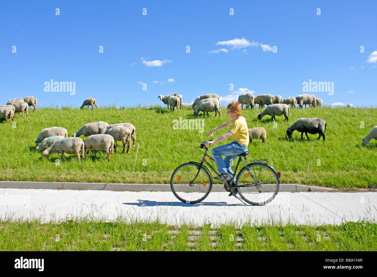 Elbe-Radweg in Stiepelse in Niedersachsen Stockfoto