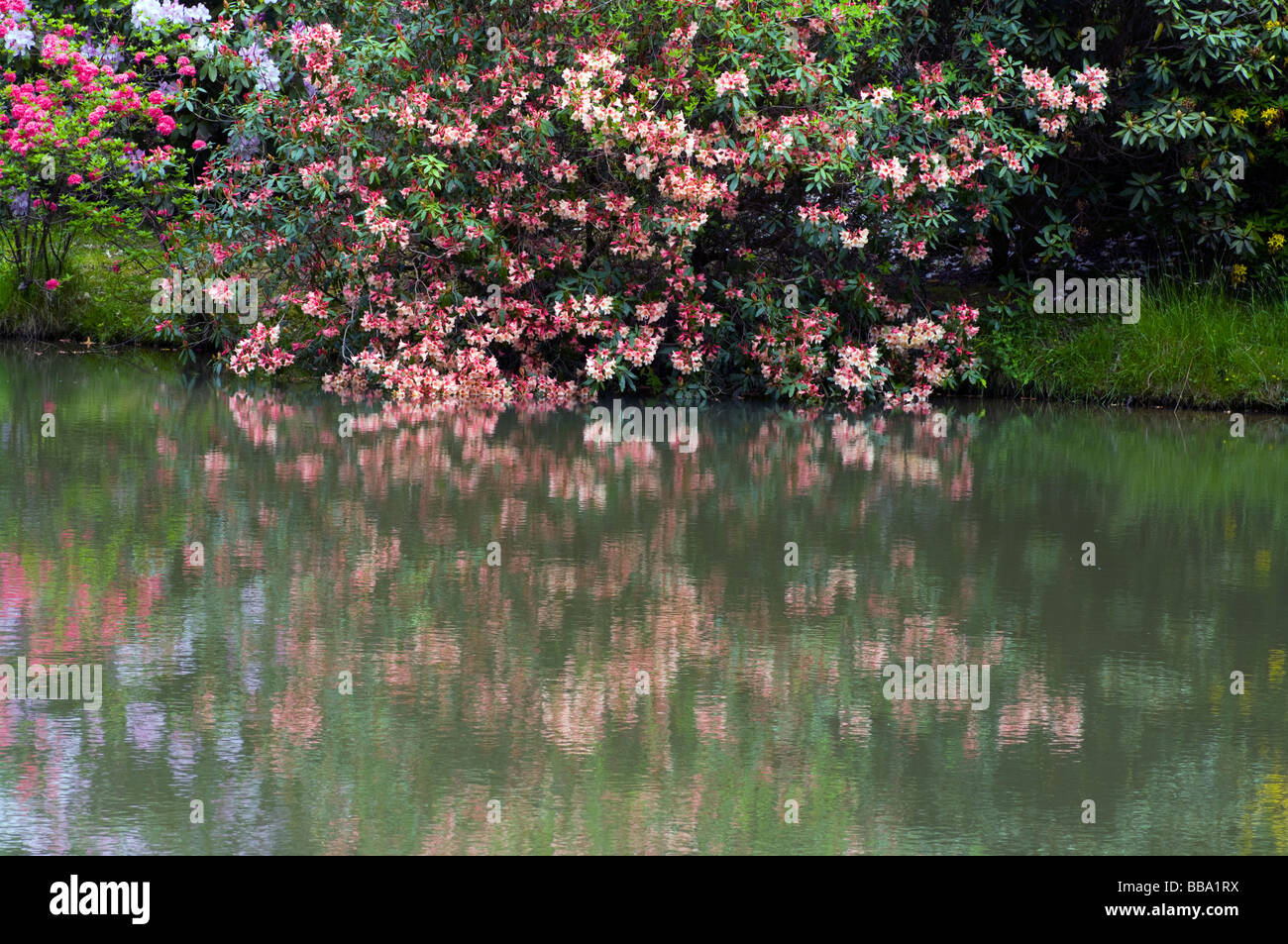 Ein rosa Rhododendron und gescheckte Reflexion an Leonardslee Gardens West Sussex England Stockfoto