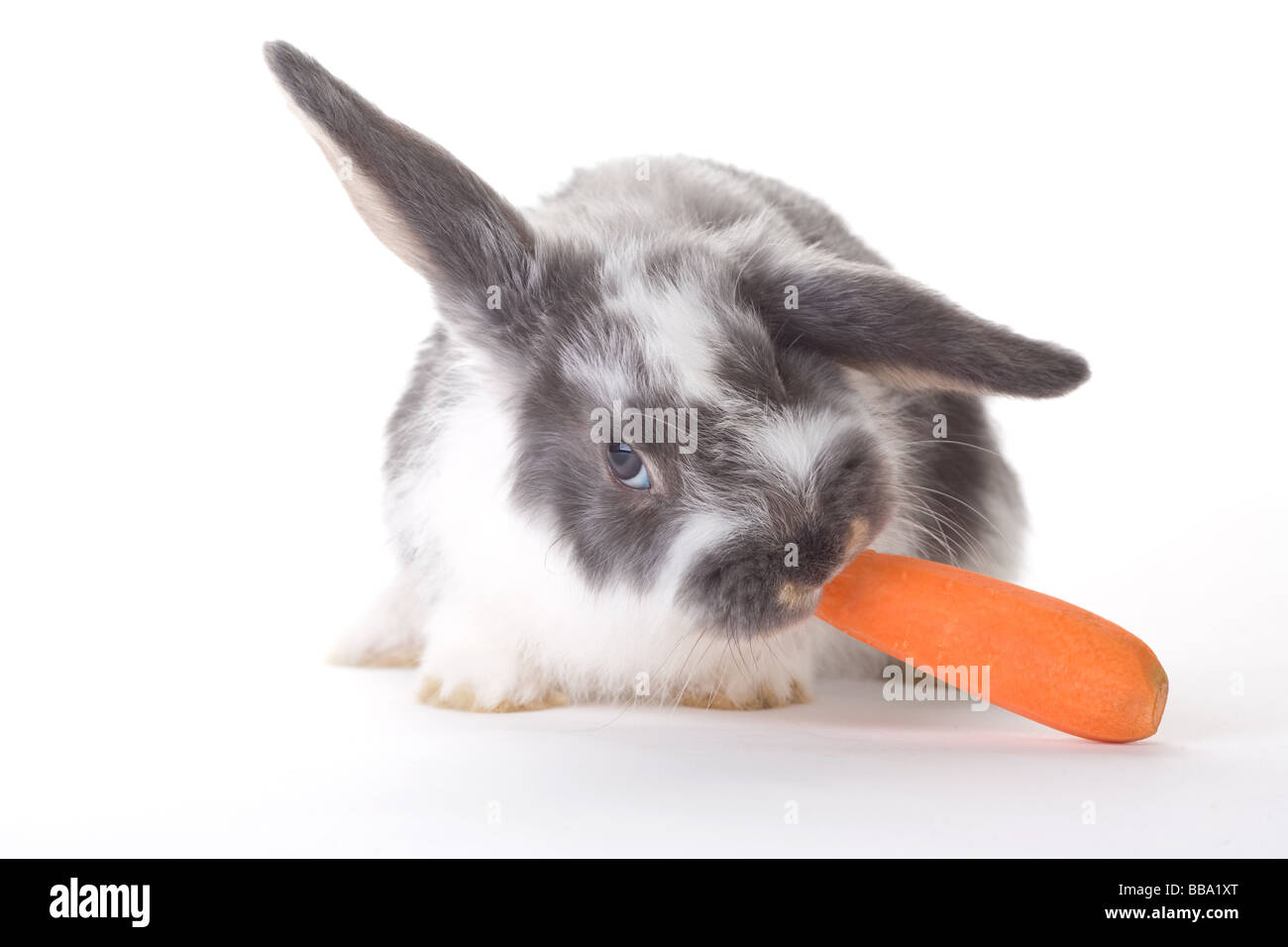 Gefleckte Hase eine Möhre isoliert Essen Stockfoto