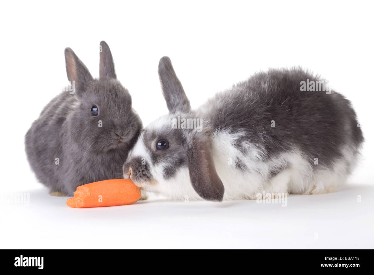 zwei Hasen und eine Karotte, isoliert auf weiss Stockfoto