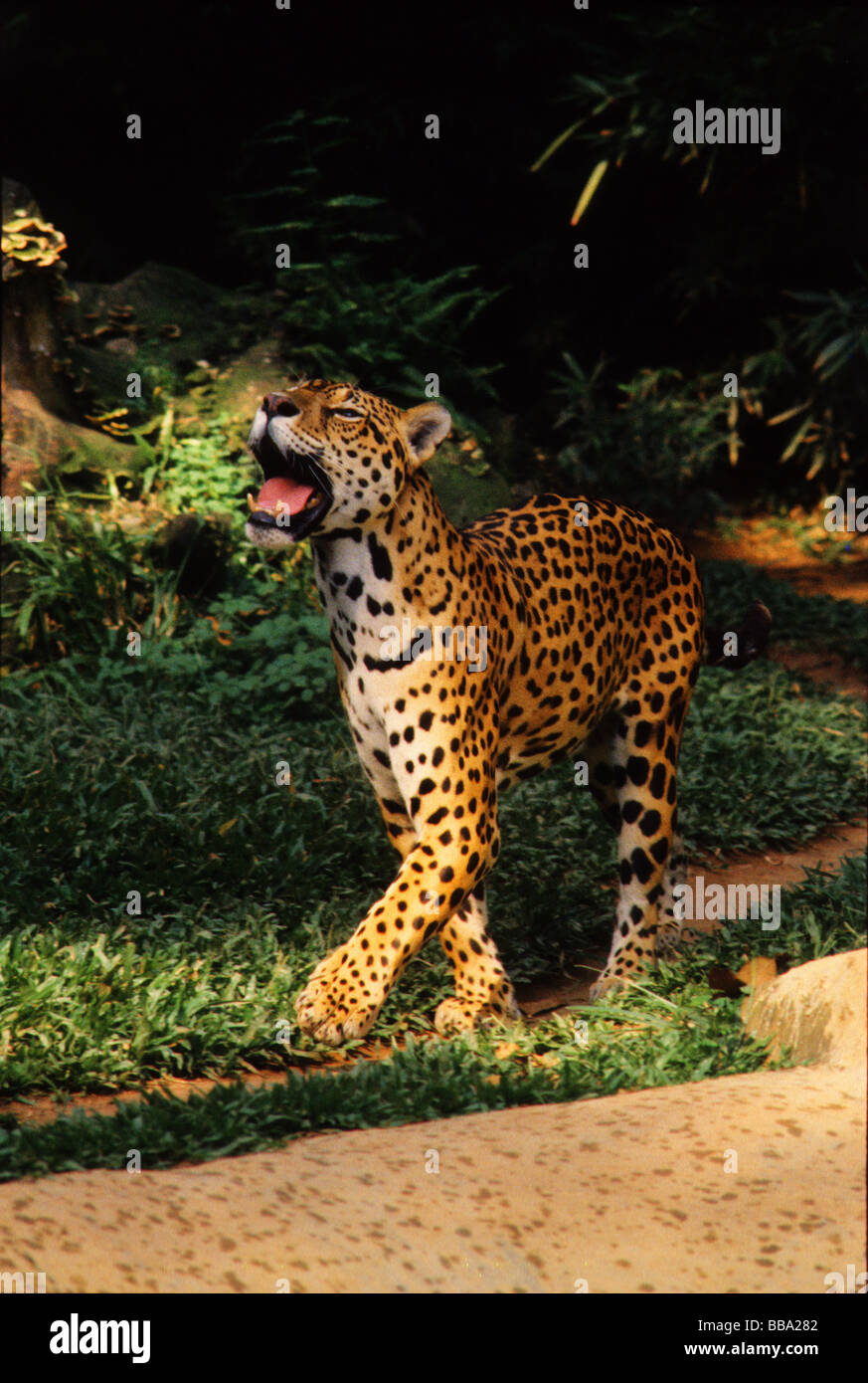 Jaguar ist der größte Fleischfresser in Südamerika Stockfoto