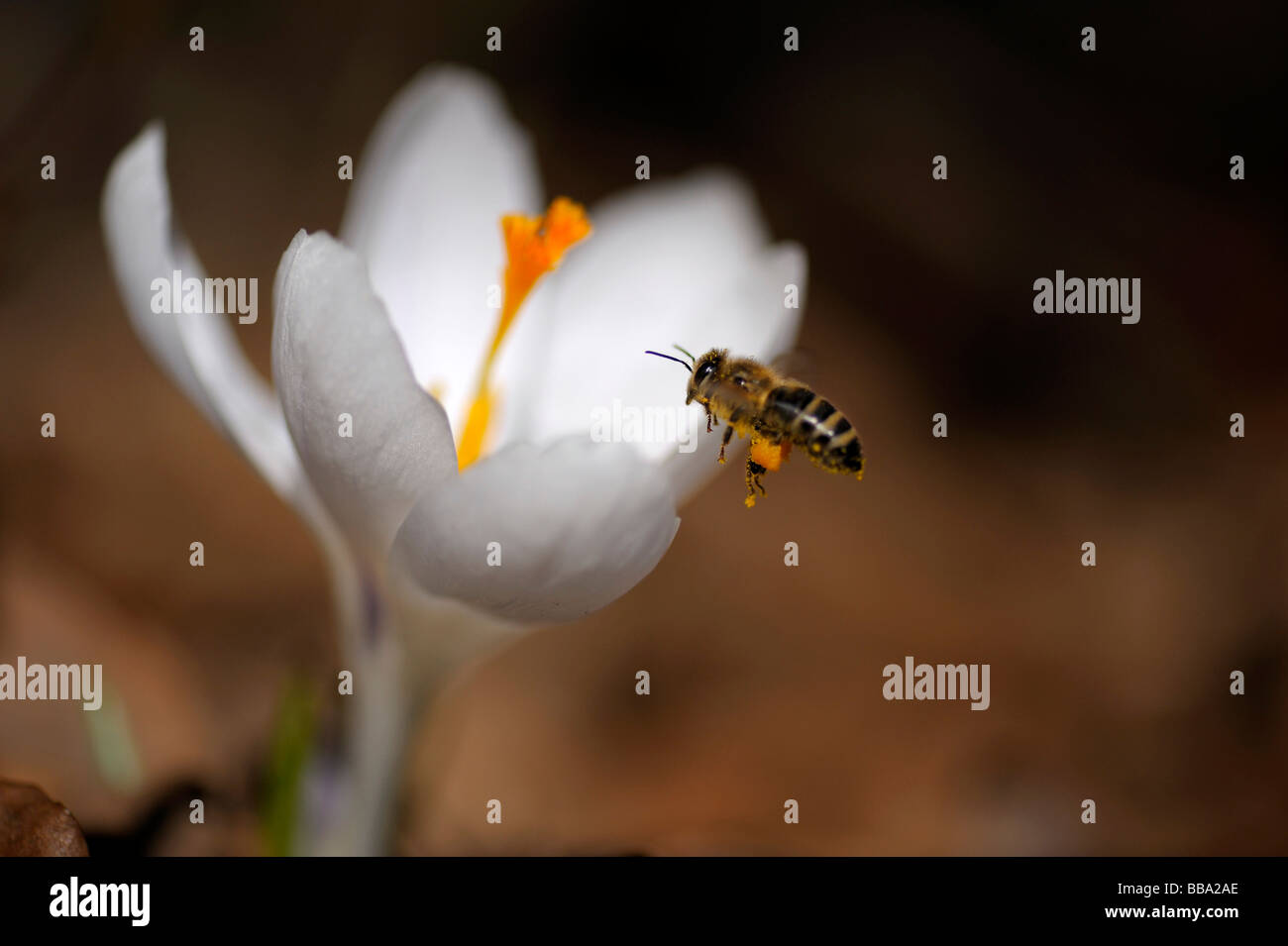 Weiße Krokus (Crocus) bei der Ansiedlung der Honigbiene (Apis Mellifera) Stockfoto