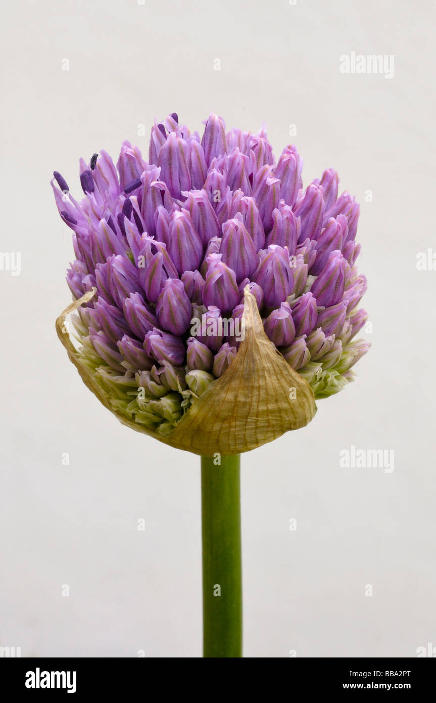 Ein lila Allium in Blüte nur zur Eröffnung Stockfoto