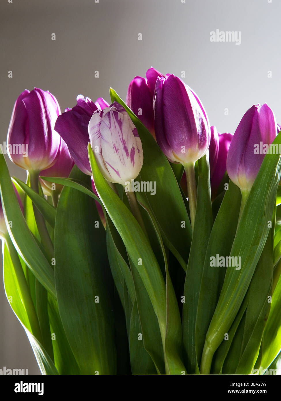 Violette Tulpen Stockfoto