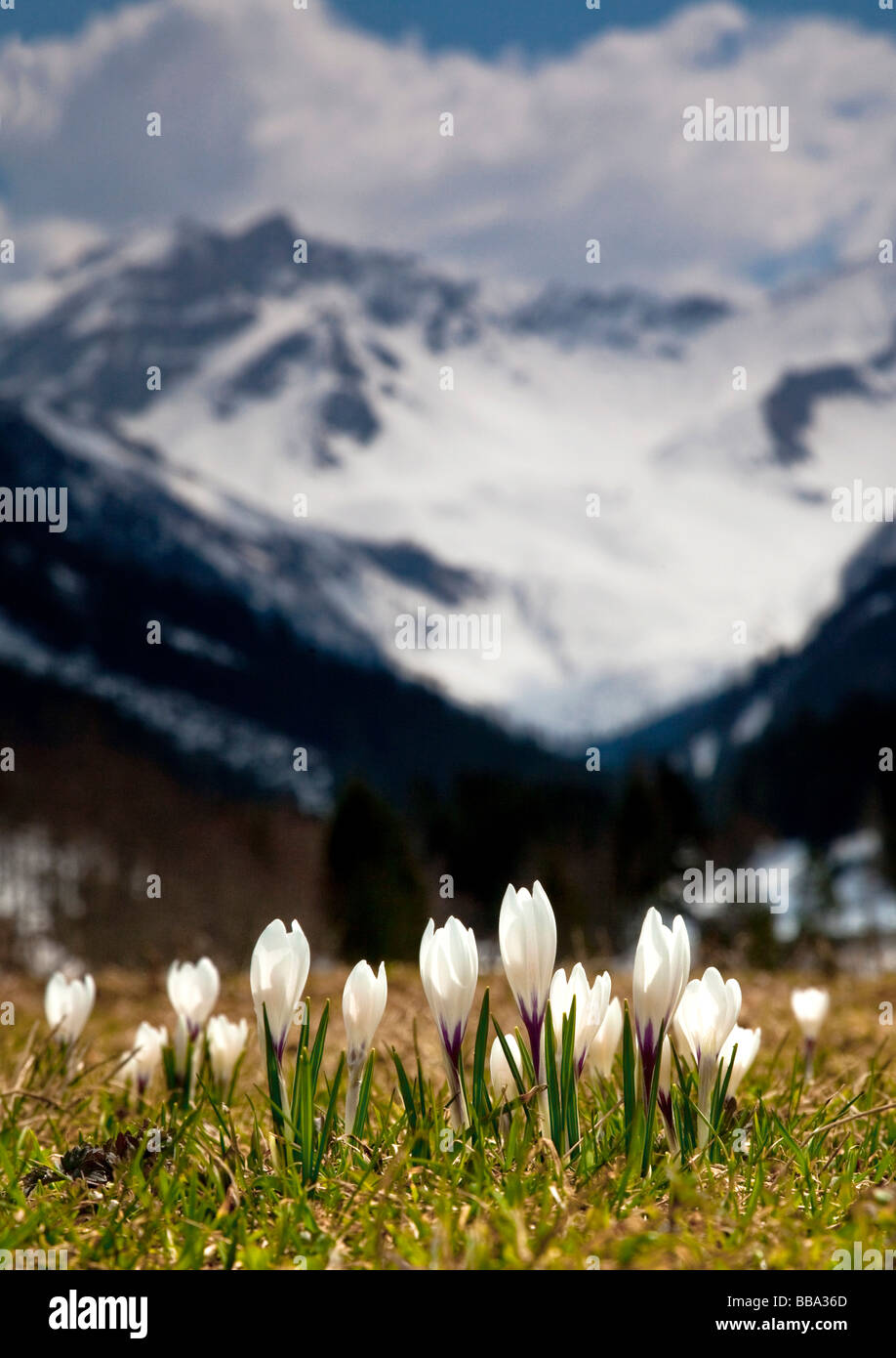 Frühling in den Alpen, Lichtenstein Stockfoto