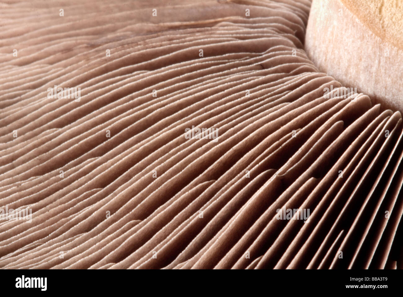 Nahaufnahme Makroaufnahme von einem Pilz Stiel und Lamellen Stockfoto