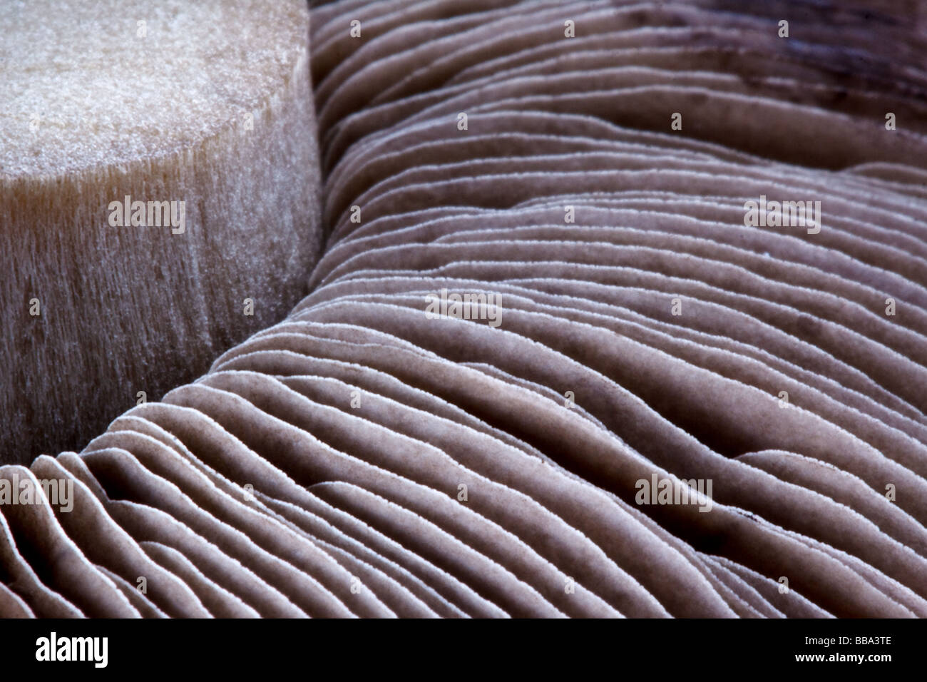 Nahaufnahme Makroaufnahme von einem Pilz Stiel und Lamellen Stockfoto