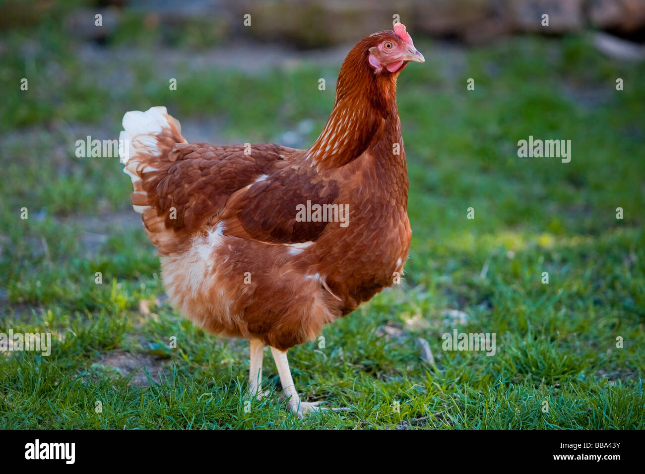 Huhn auf einer Wiese Stockfoto