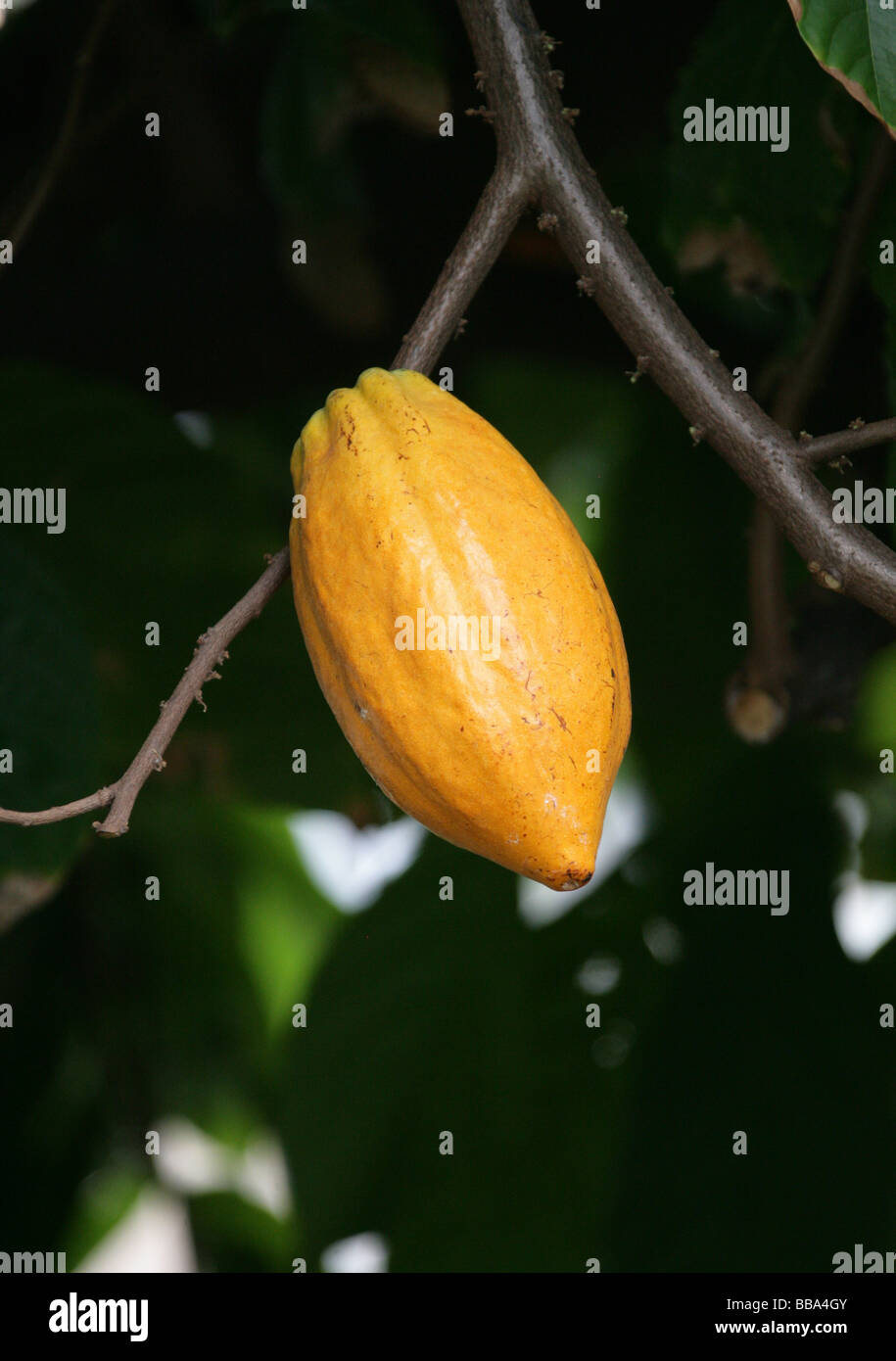 Samenkapsel ein Kakaobaum oder Kakao-Baum, Theobroma Cacao, Malvaceae. Die Samen dieser Frucht dienen dazu machen Schokolade und Kakao Stockfoto