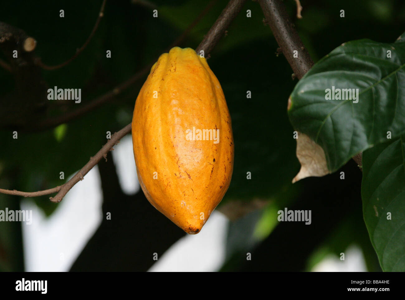Samenkapsel ein Kakaobaum oder Kakao-Baum, Theobroma Cacao, Malvaceae. Die Samen dieser Frucht dienen dazu machen Schokolade und Kakao Stockfoto