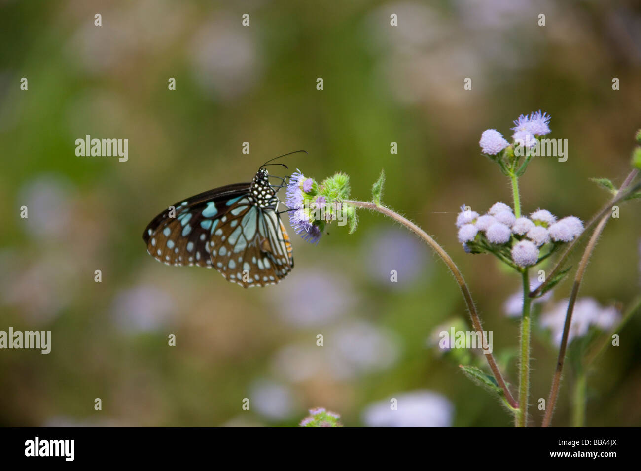 Brauner Schmetterling Papillon Fütterung auf Blume Royal Hitwan Nationalpark, Nepal Asien 93245 Nepal-Schmetterling Stockfoto