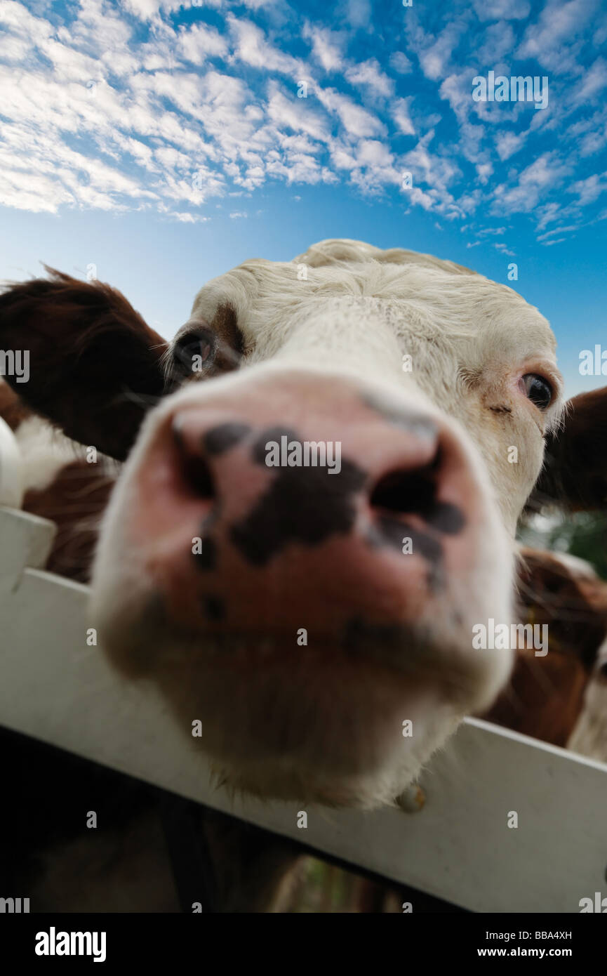 Nahaufnahme einer lustige Kuh auf auf landwirtschaftlichen Nutzflächen in den Niederlanden Stockfoto