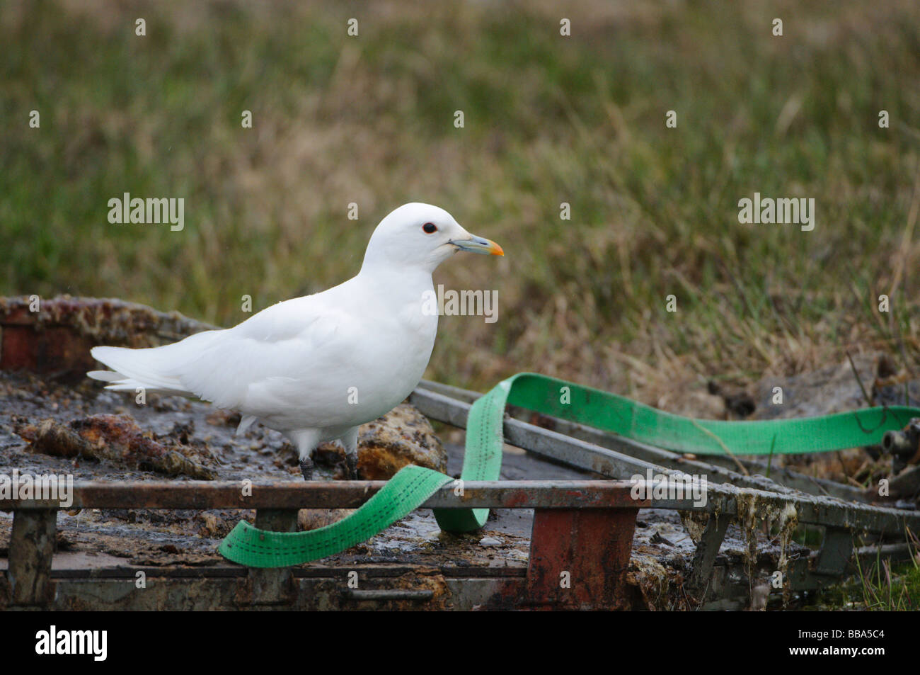 Elfenbein Gull Pagophila Eburnea Longyearbyen Spitzbergen Stockfoto