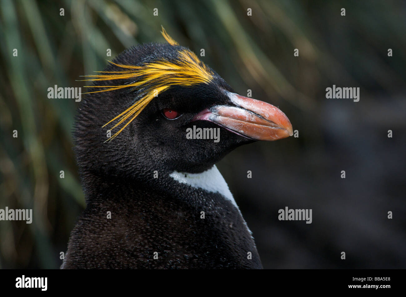 Makkaroni Penguin Stockfoto