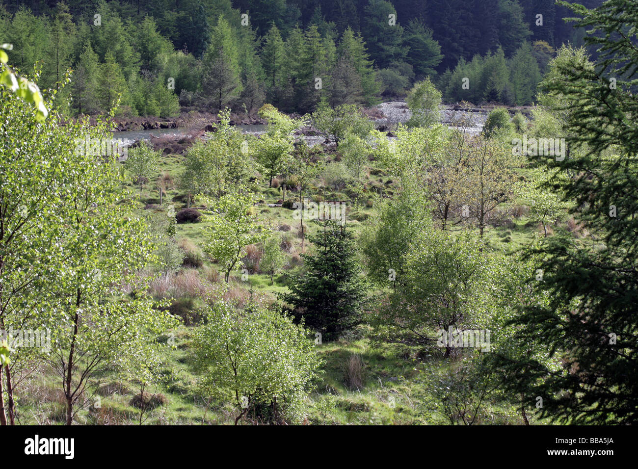 Rewilding in Ennerdale Lake District National Park Cumbria England Stockfoto