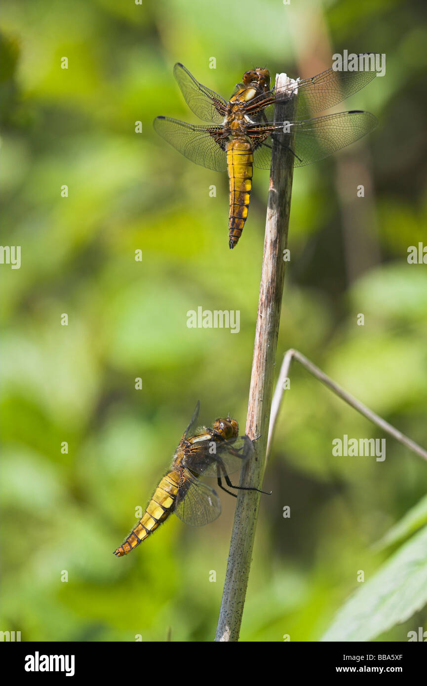 Zwei breit-bodied Chaser Libellua Depressa Jungvögel thront auf Toten Stamm Haugh Wood, Herefordshire im Mai. Stockfoto