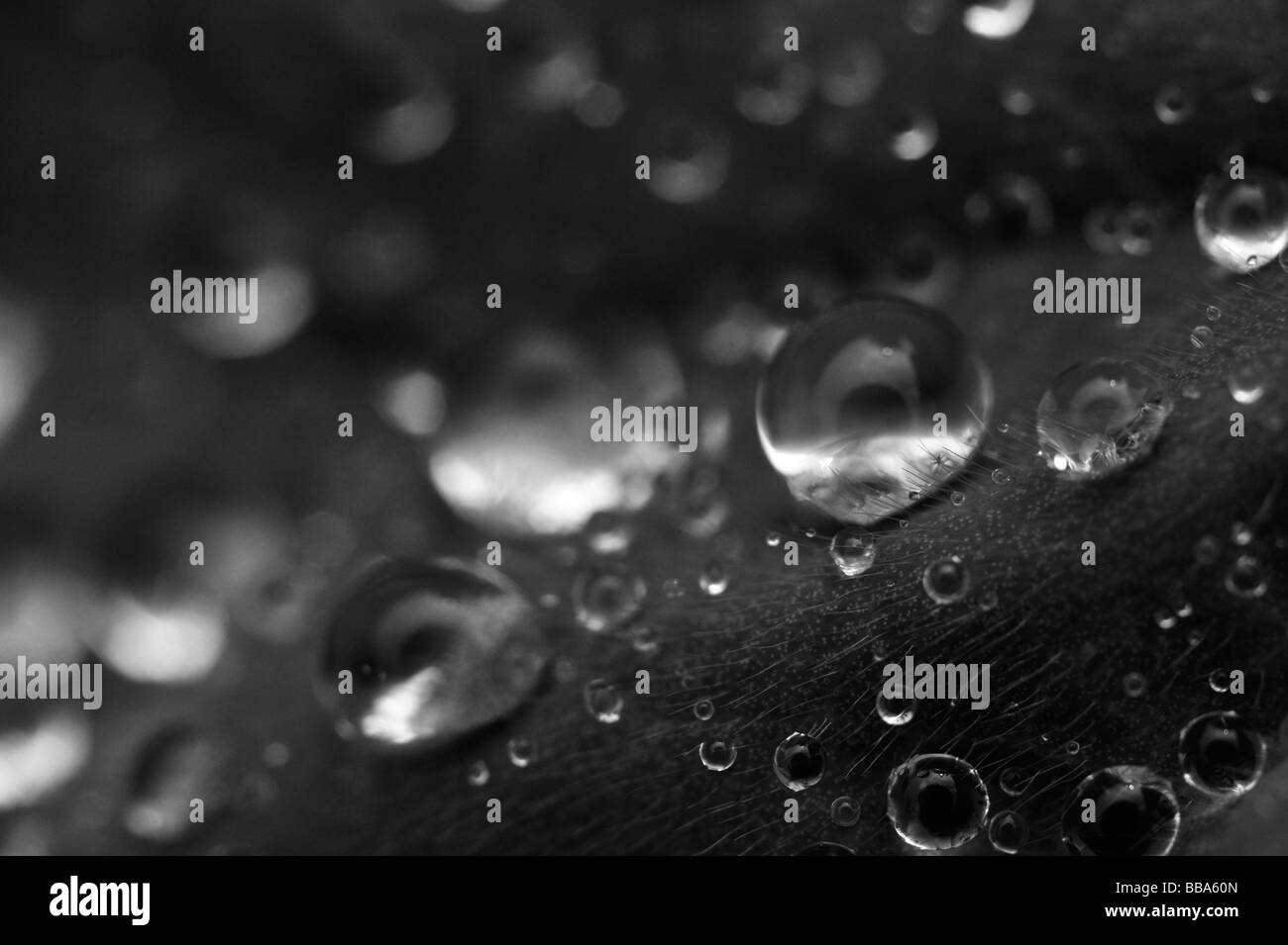 Regentropfen auf einem Blatt in der Nähe, und schwarz-weiß. Stockfoto