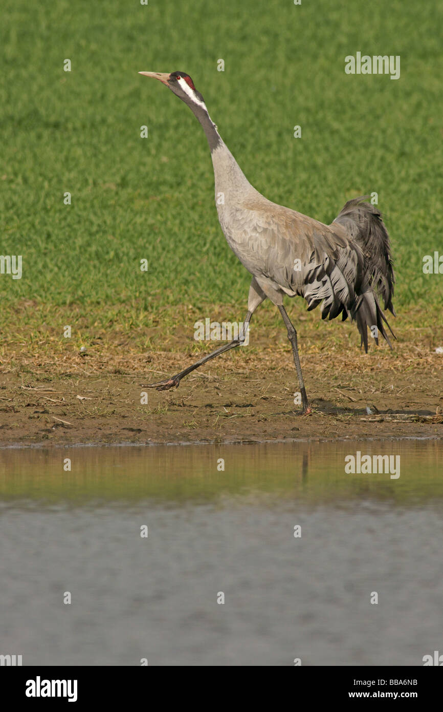 Kranich, eurasische Kranich (Grus Grus) Stockfoto