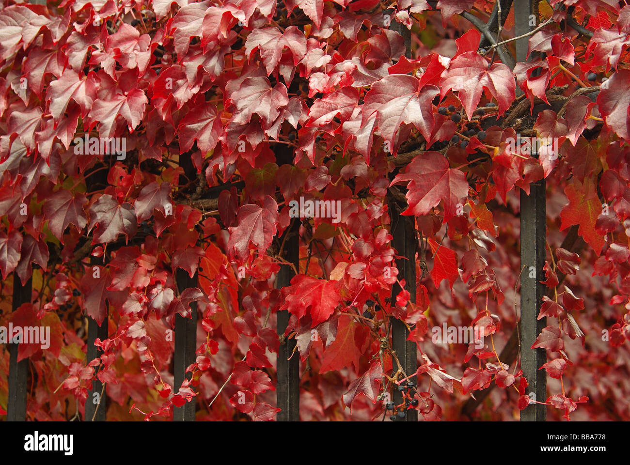 Wilder Wein-wildem 14 Stockfoto