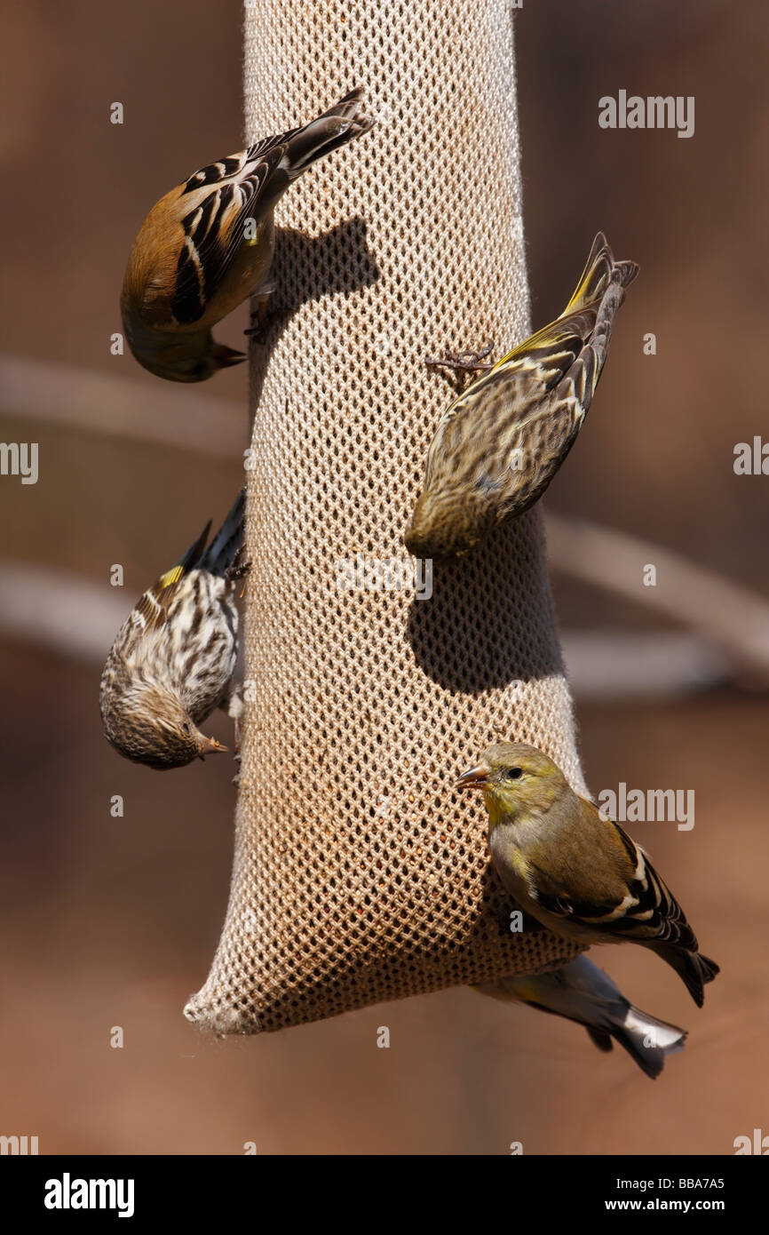 Amerikanische Stieglitz Zuchtjahr Tristis Tristis und Kiefer Zeisig Zuchtjahr Pinus Pinus Fütterung auf eine Distel-feeder Stockfoto