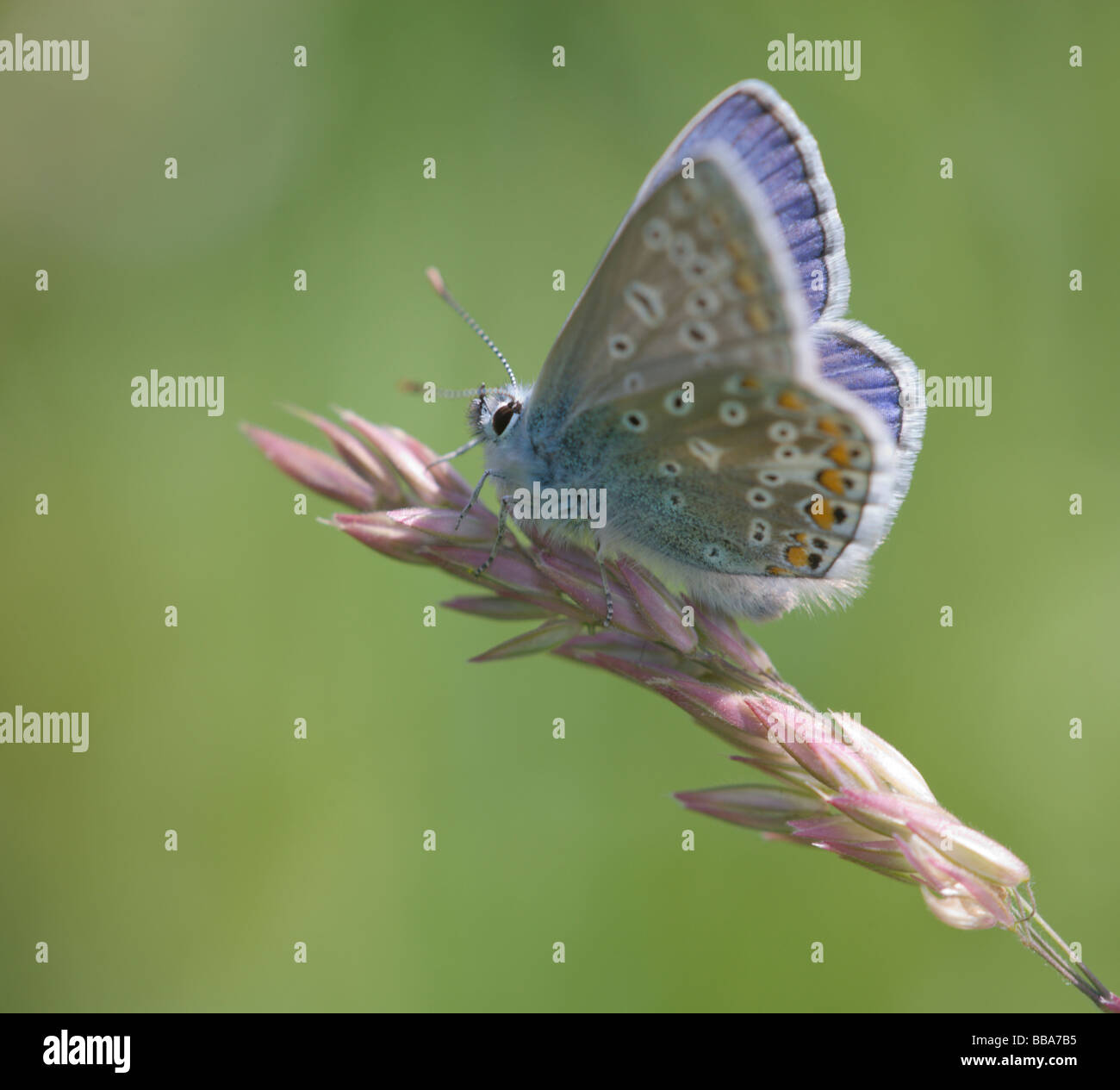Profil von einen männlichen gemeinsamen blauen (Polyommatus Icarus) Schmetterling sitzt auf einem rosa Grashalm Stockfoto