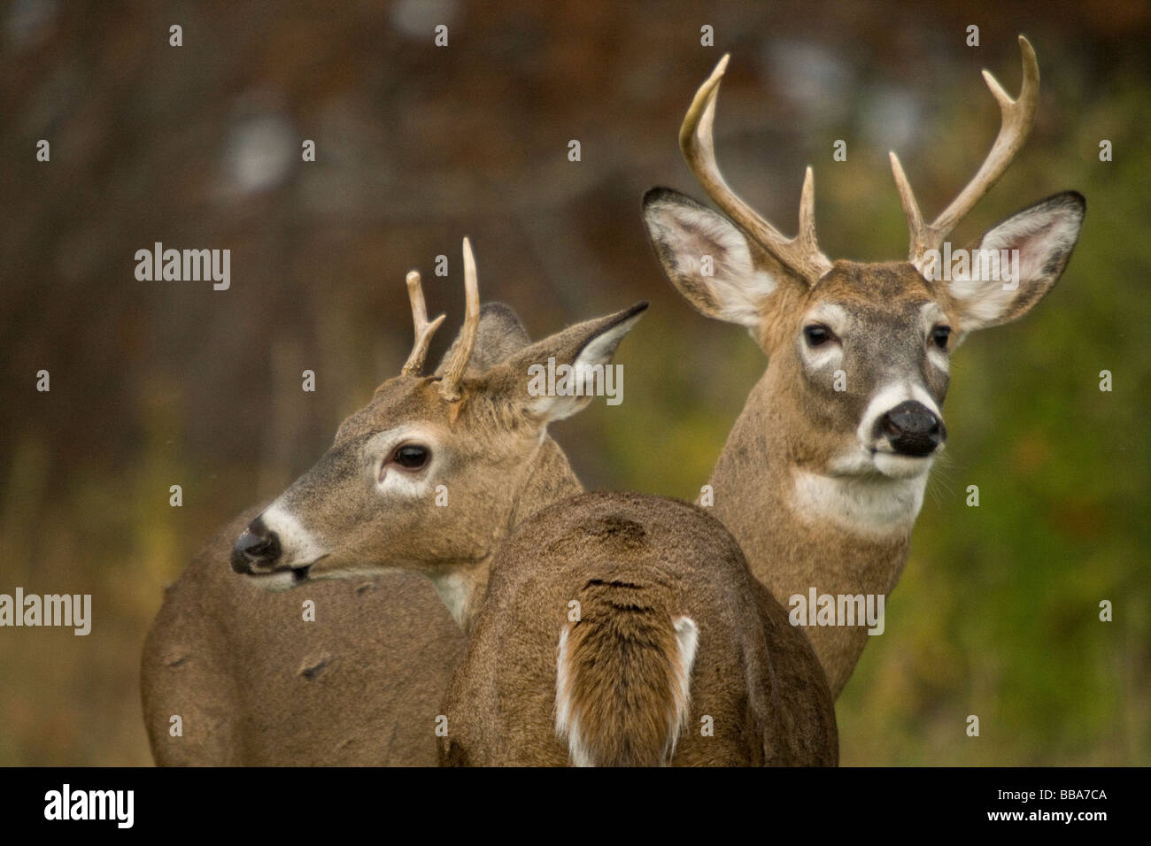 White-tailed Böcke zeigen verschiedene Geweih Wachstum Stockfoto