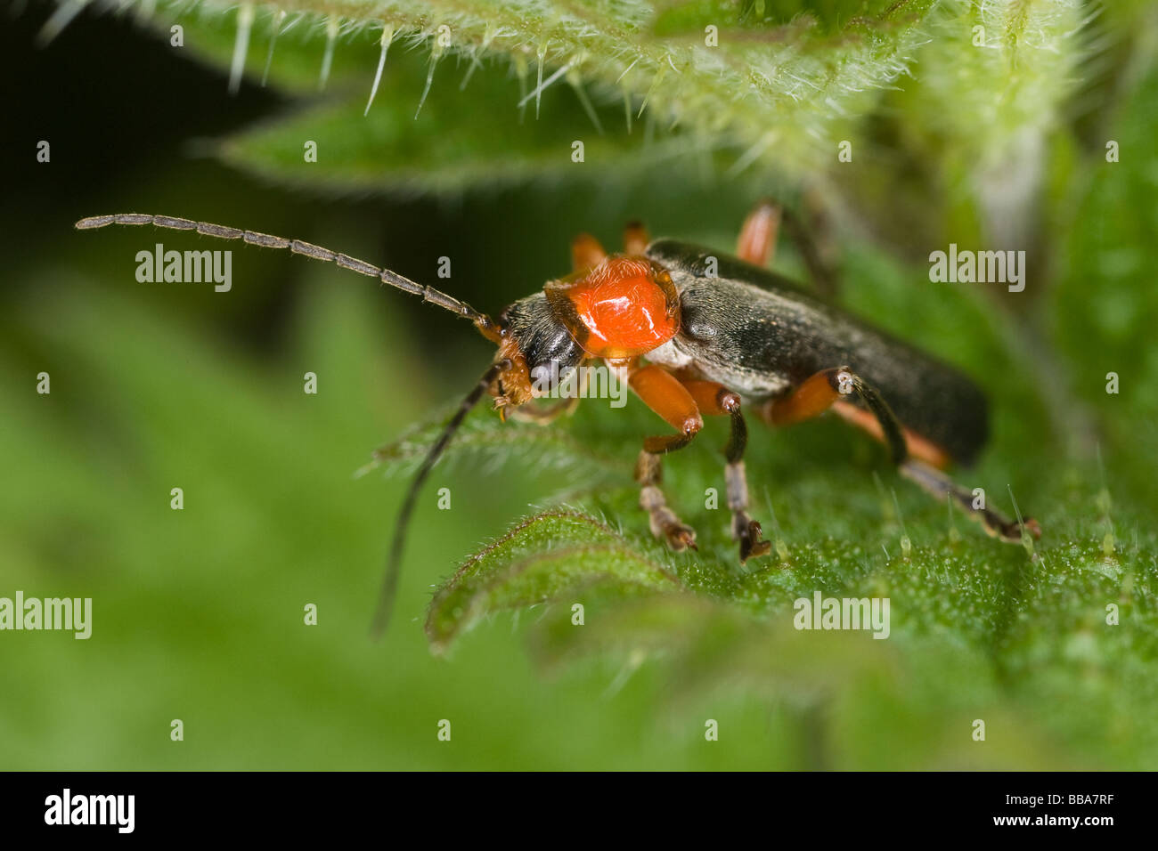 Cantharis Pellucida Soldat Käfer auf einem Blatt bramble Stockfoto