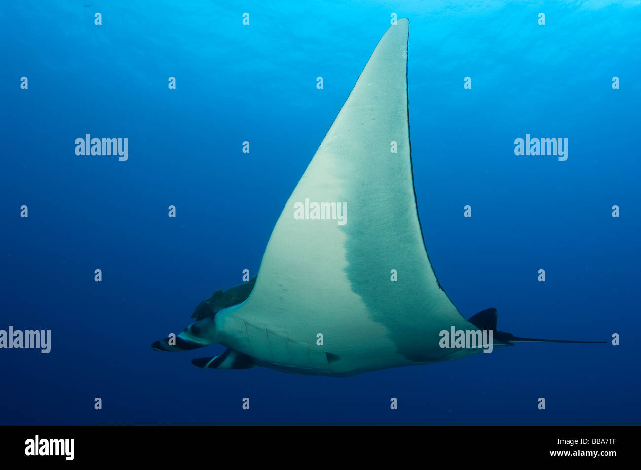 Giant Manta Ray-Manta Birostris unter Wasser Stockfoto