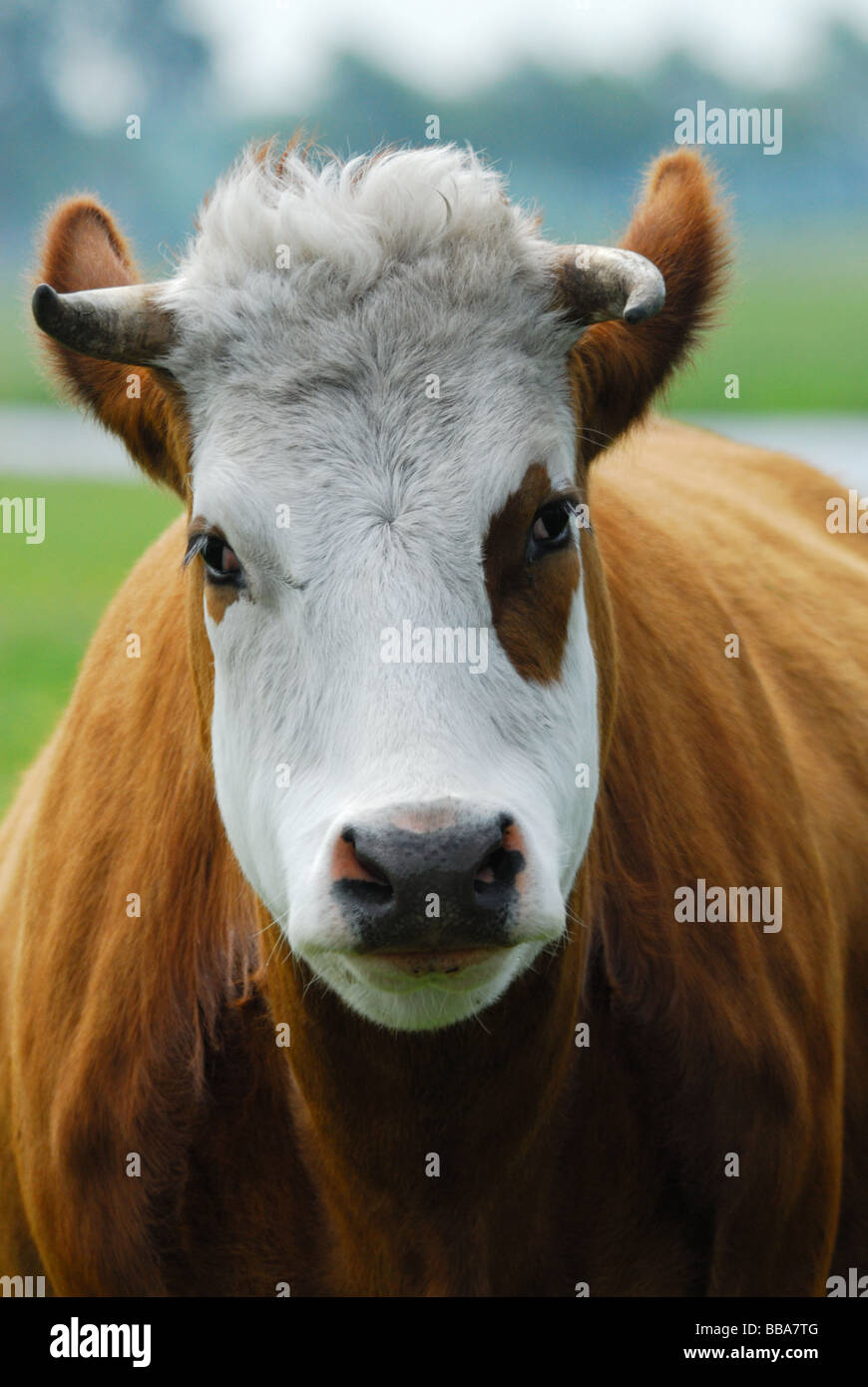 Nahaufnahme einer lustige Kuh auf auf landwirtschaftlichen Nutzflächen in den Niederlanden Stockfoto