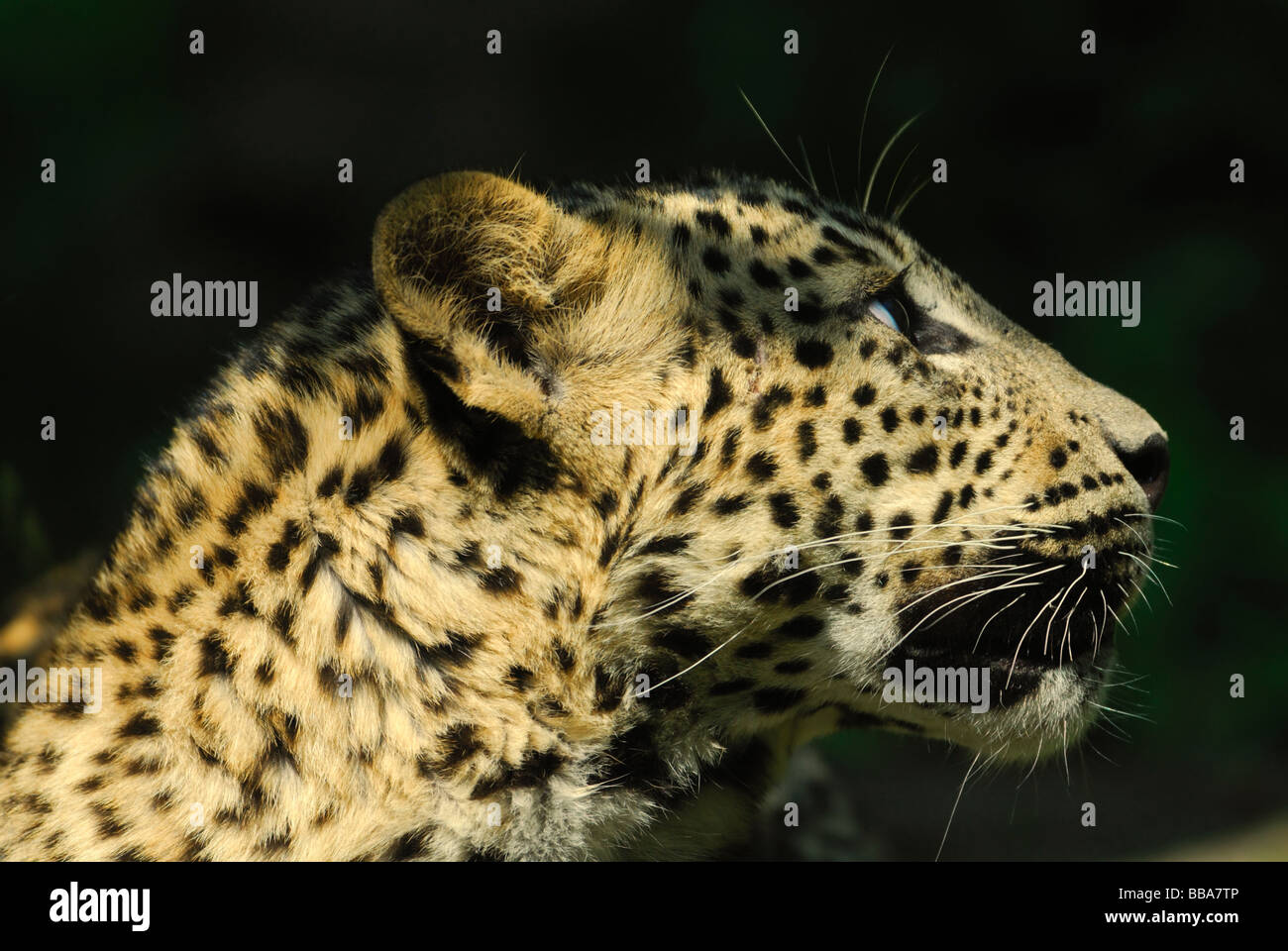 Sri Lanka Leoparden Panthera Pardus kotiya Stockfoto