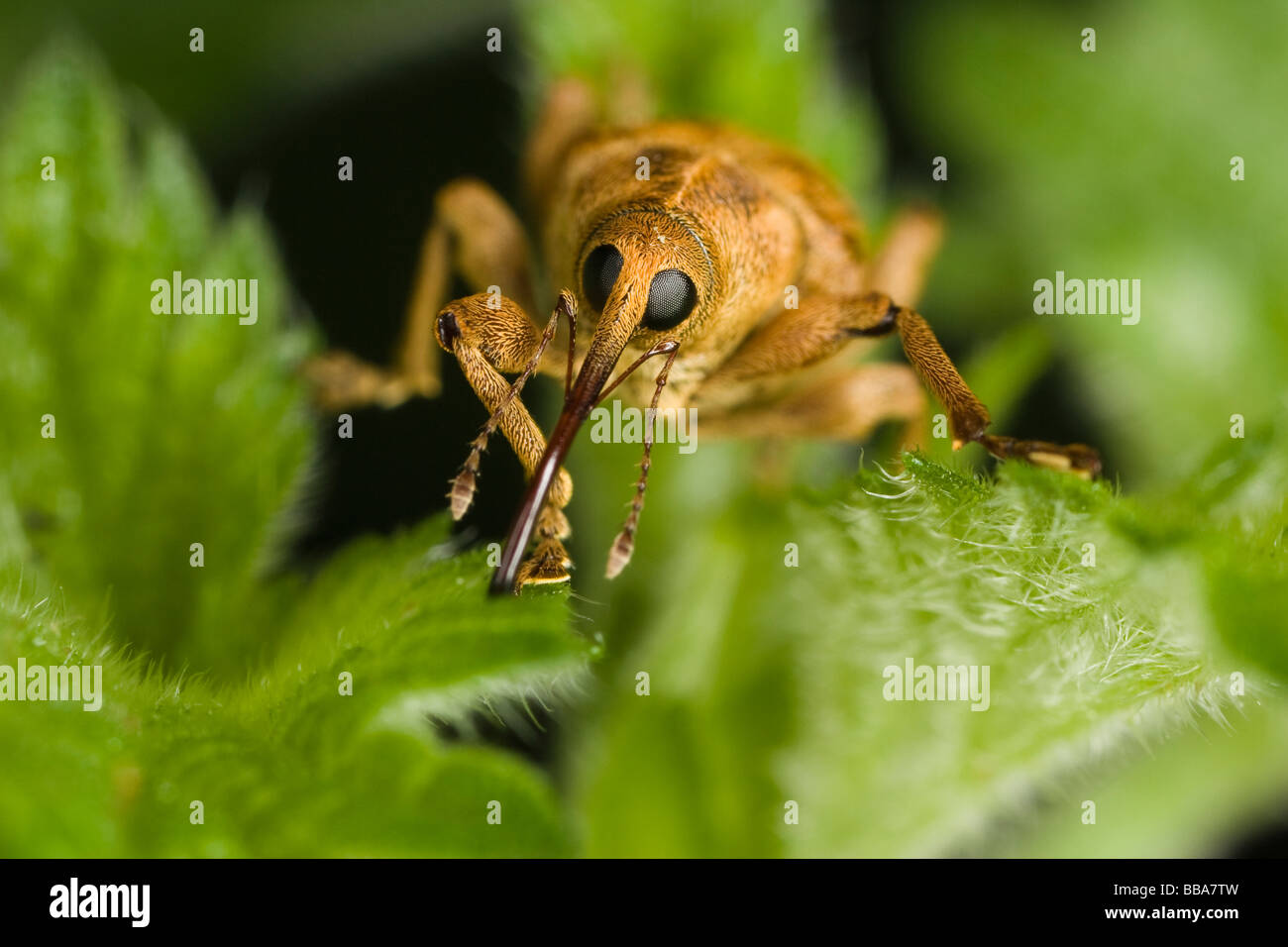 Eichel Rüsselkäfer (Curculio Venosus) auf ein Nesselblatt Stockfoto