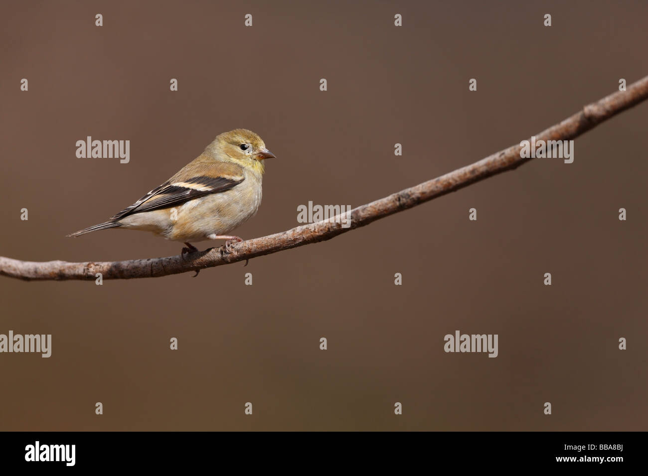 Amerikanische Stieglitz Zuchtjahr Tristis Tristis weiblich in Häutung, Zucht Gefieder Stockfoto