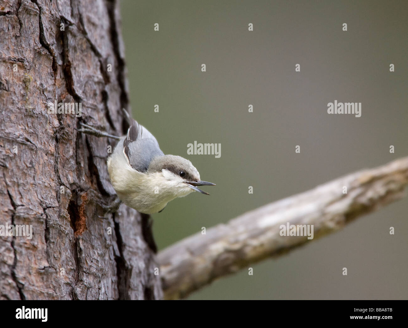 Pygmy Nuthatch auf Baumstamm Stockfoto