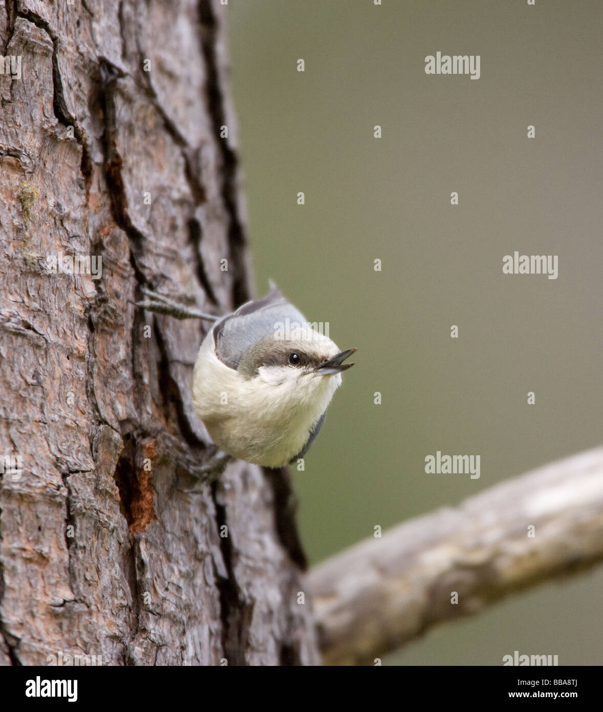 Pygmy Nuthatch auf Baumstamm Stockfoto