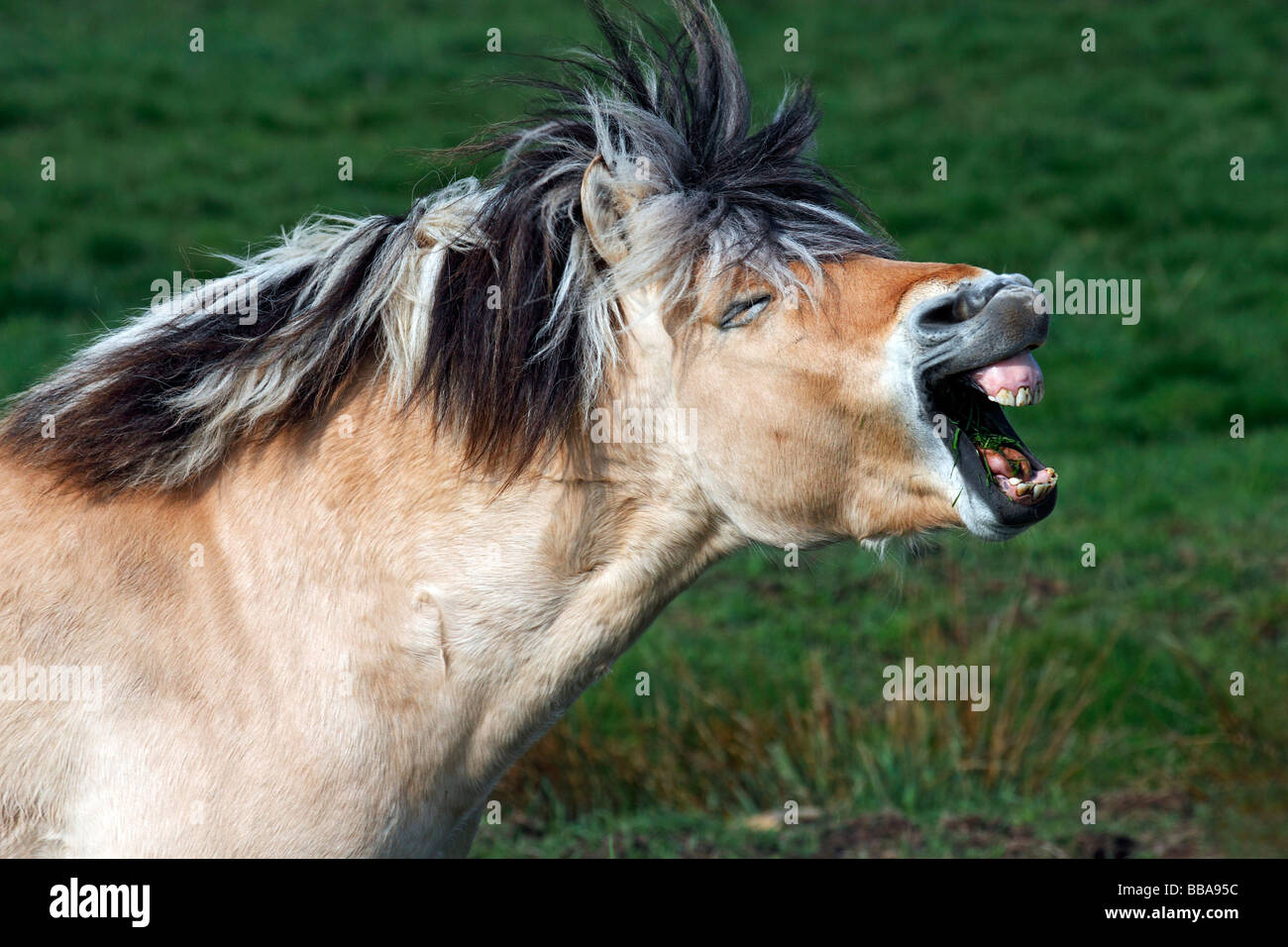 Norwegischer Fjord-Pferd (Equus Przewalskii F. Caballus), Hengst Stockfoto