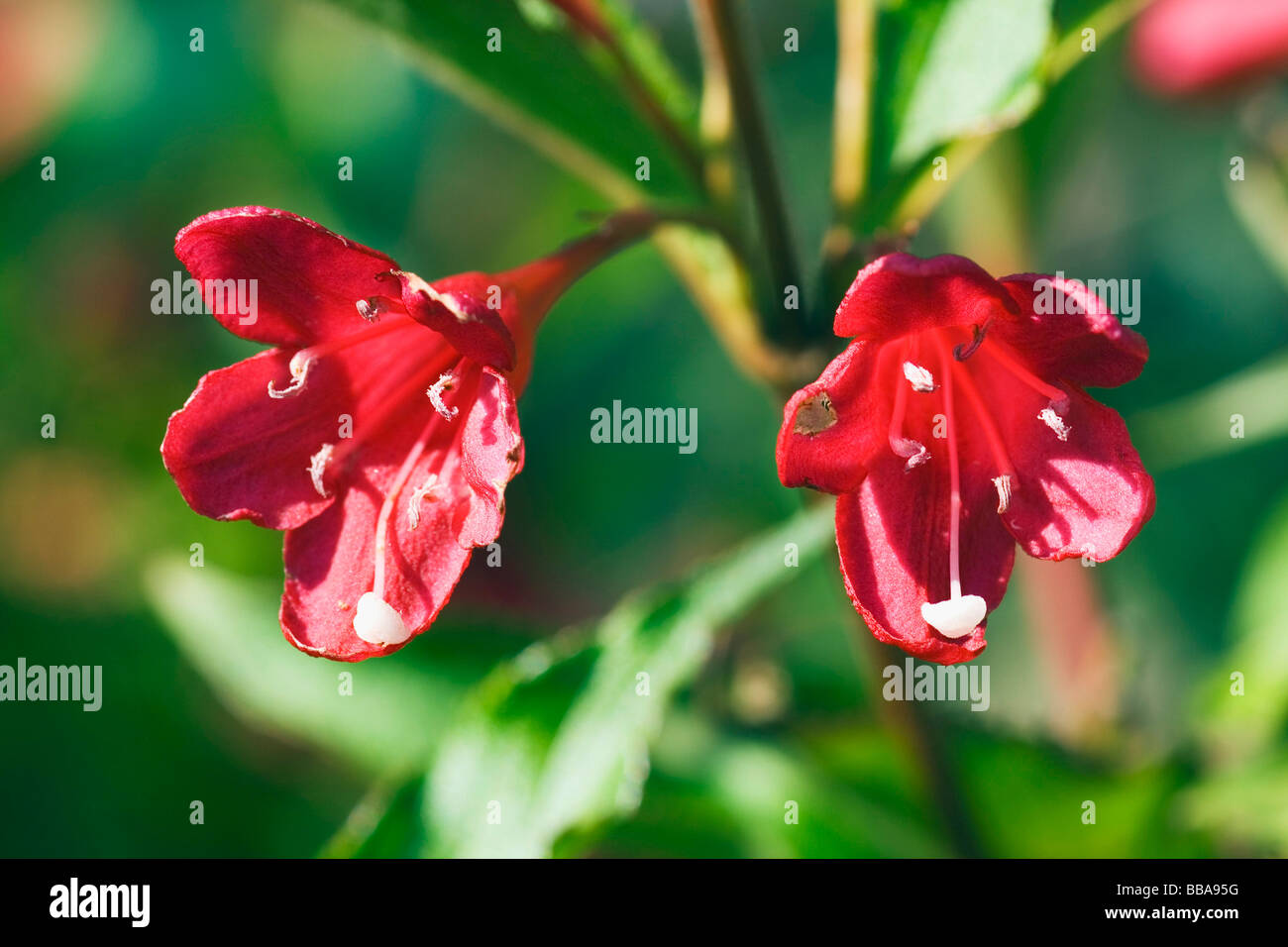 Weigela busch Fotos und Bildmaterial in hoher Auflösung Alamy