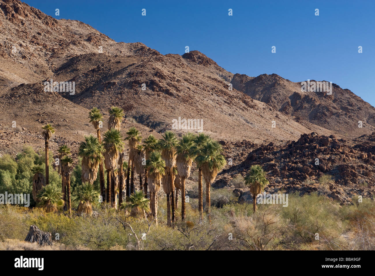 Oase am Mais Frühling in Chuckwalla Berge Colorado Wüste Kalifornien USA Stockfoto