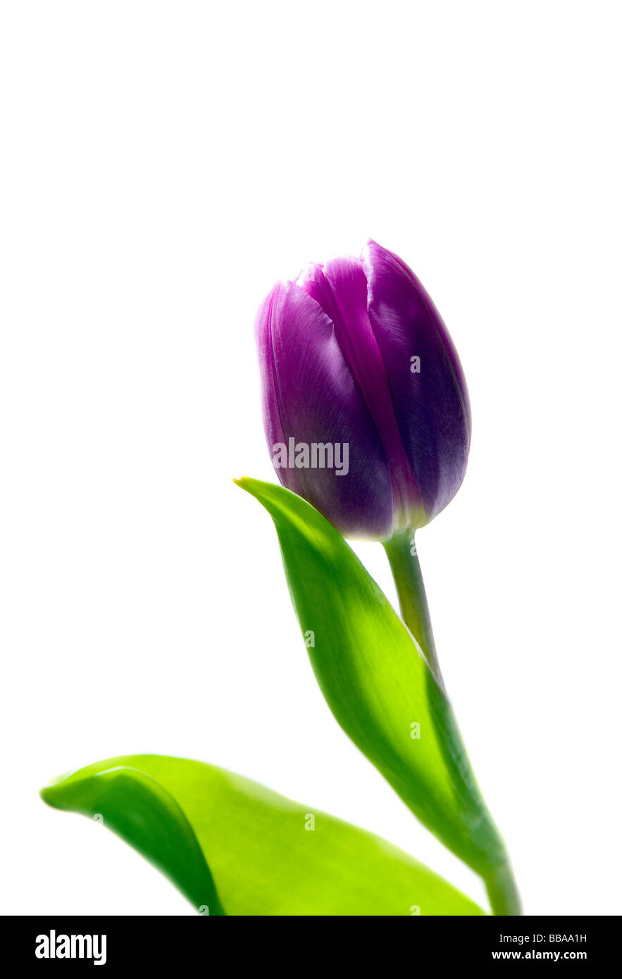 Violette Tulpen Stockfoto