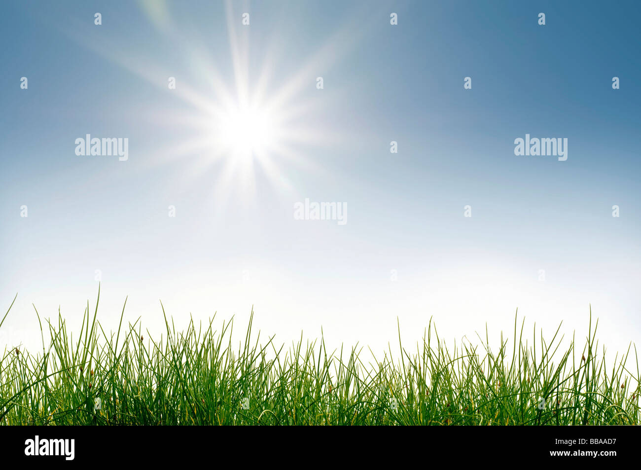Grüne Wiese mit Sonne und Sonnenstrahlen Stockfotografie - Alamy