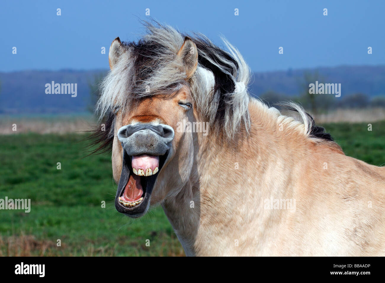 Norwegischer Fjord-Pferd (Equus Przewalskii F. Caballus), Wiehern ...