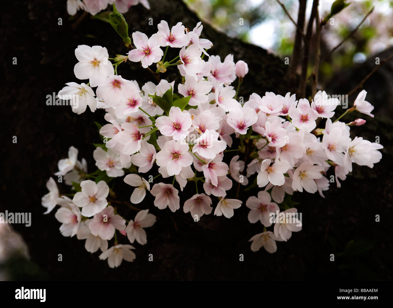 Kirschblüten am Stamm Stockfoto