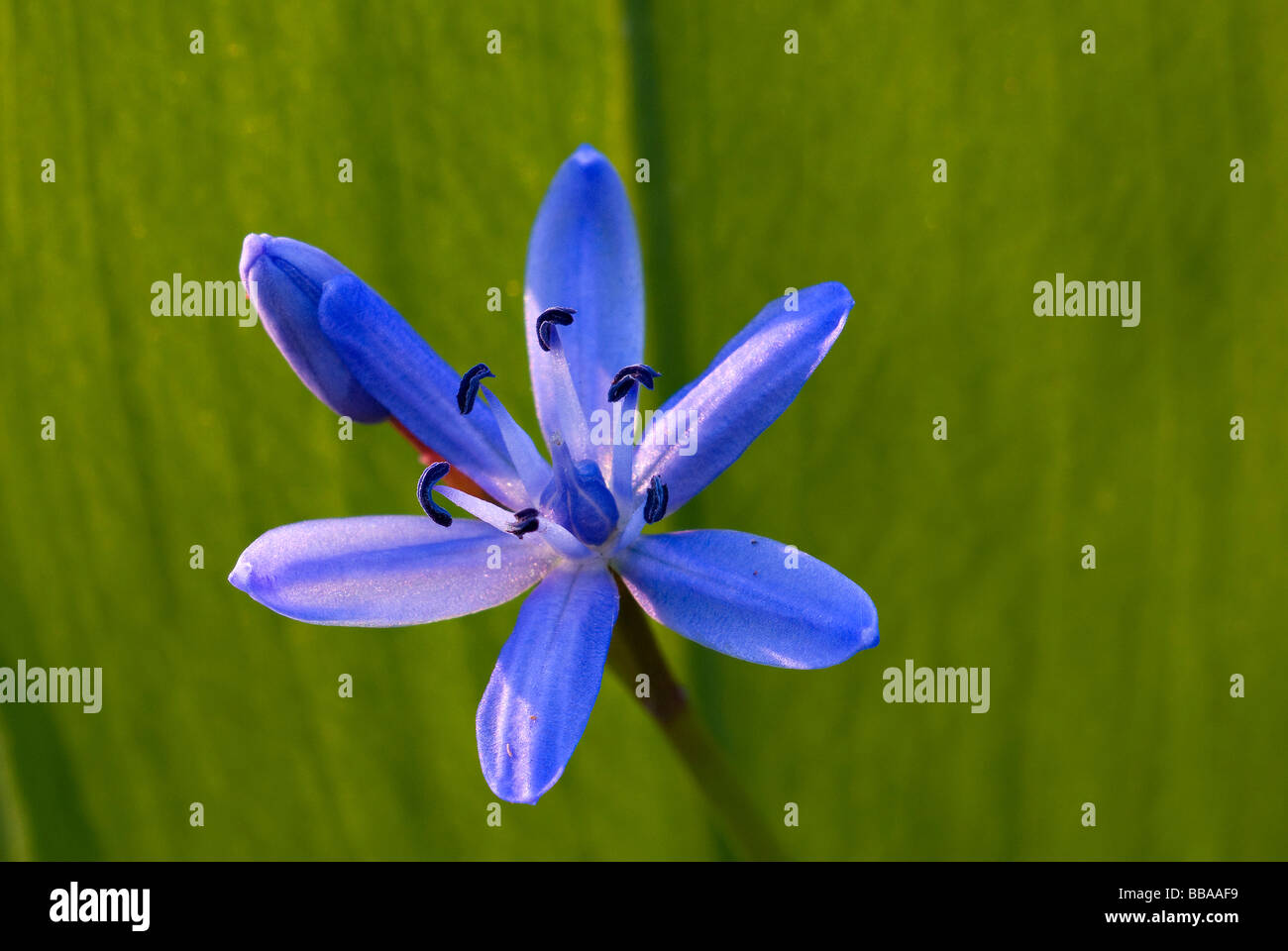Blüte von einem blauen Blaustern (Scilla) vor einem Blatt Bärlauch (Allium Ursinum) Stockfoto
